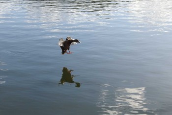 2019年12月31日(火) 京都市宝ヶ池公園の野鳥観察記録