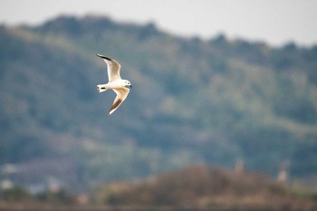 ズグロカモメ 山口県　山口市 2019年12月31日(火)