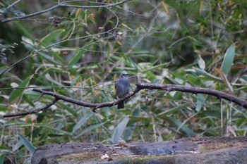 Brown-eared Bulbul Inokashira Park Wed, 1/1/2020