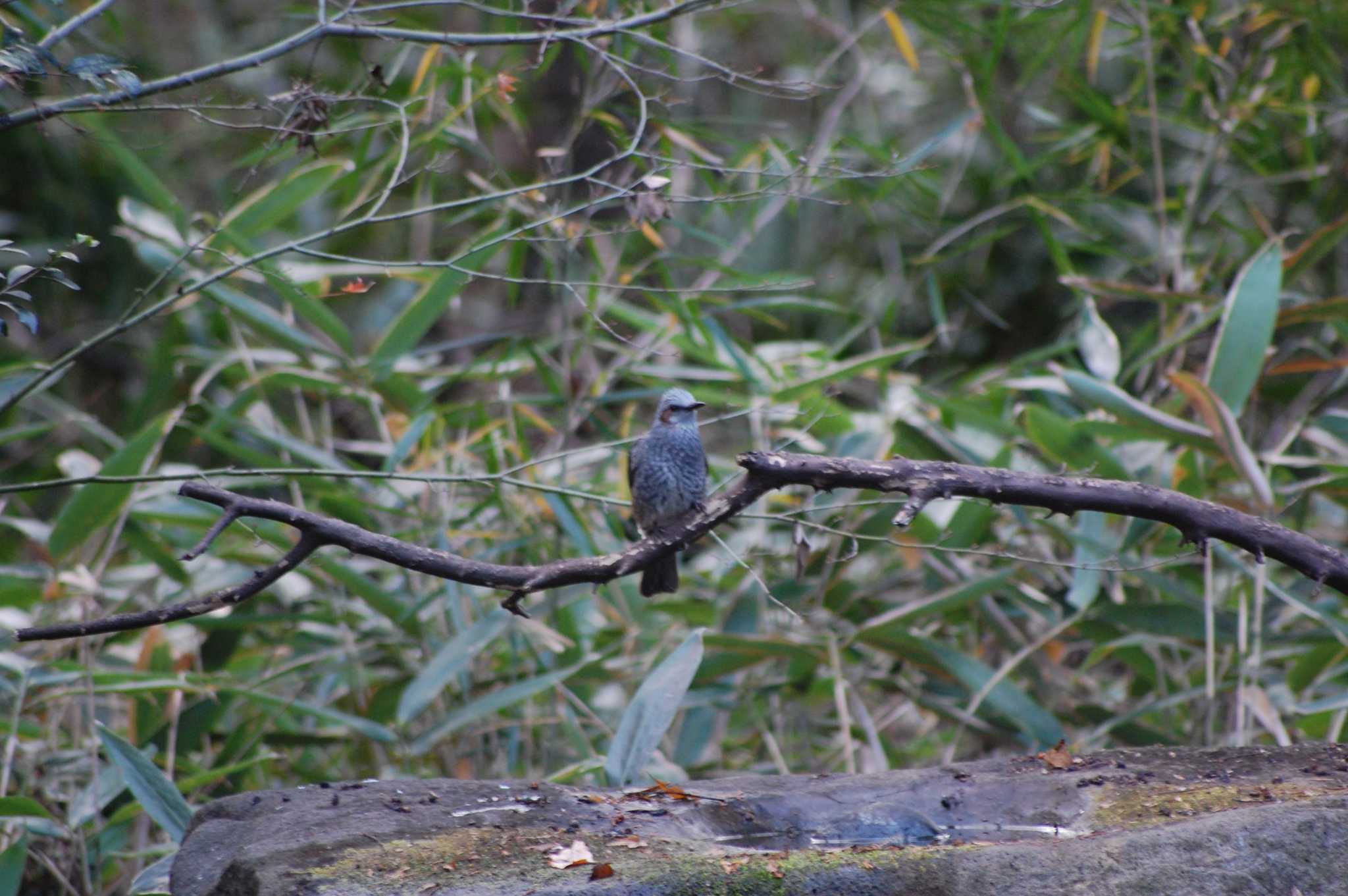 Brown-eared Bulbul