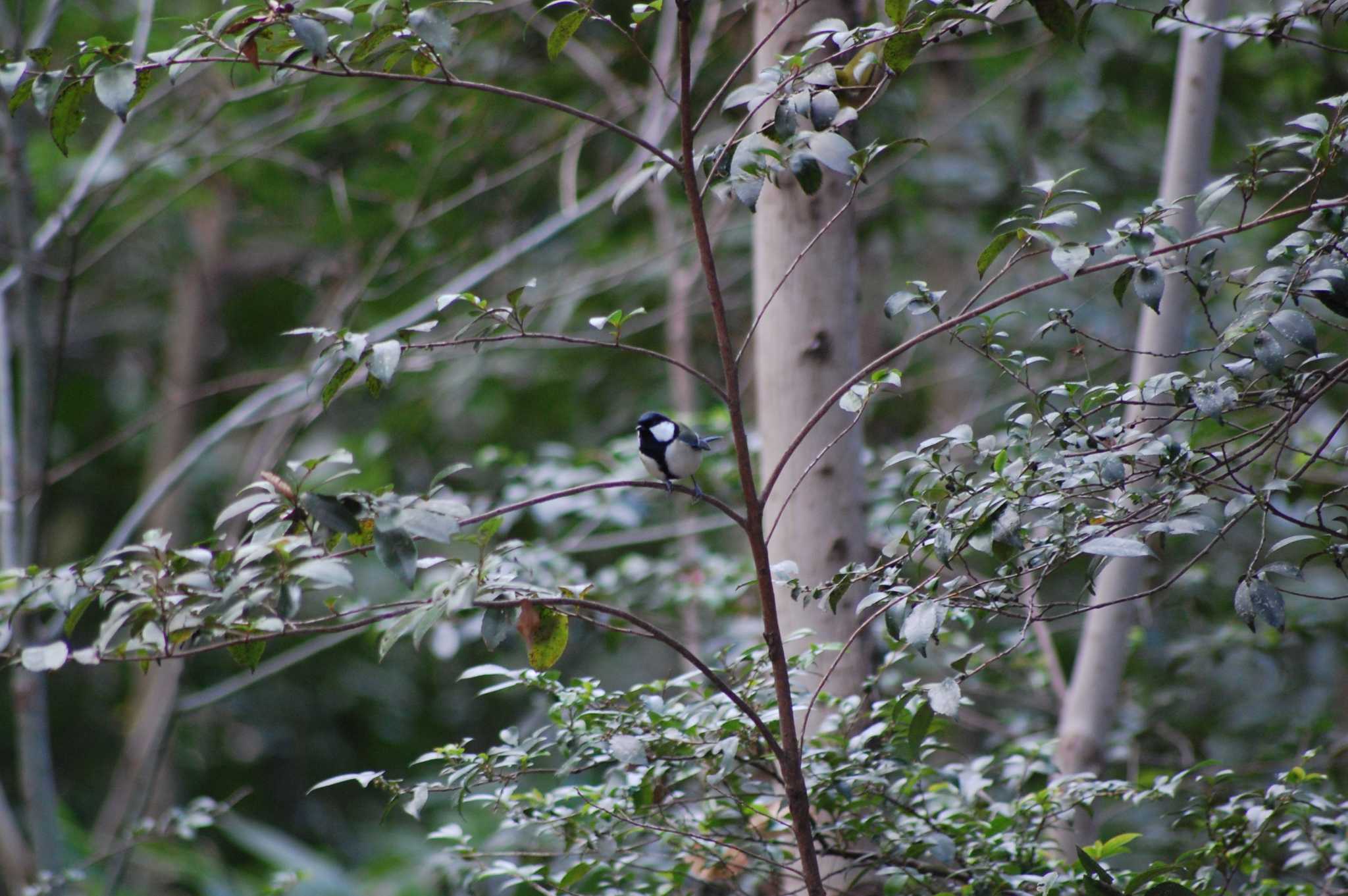 Photo of Japanese Tit at Inokashira Park by 五色鳥