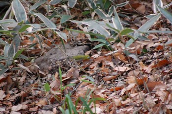 Warbling White-eye Inokashira Park Wed, 1/1/2020