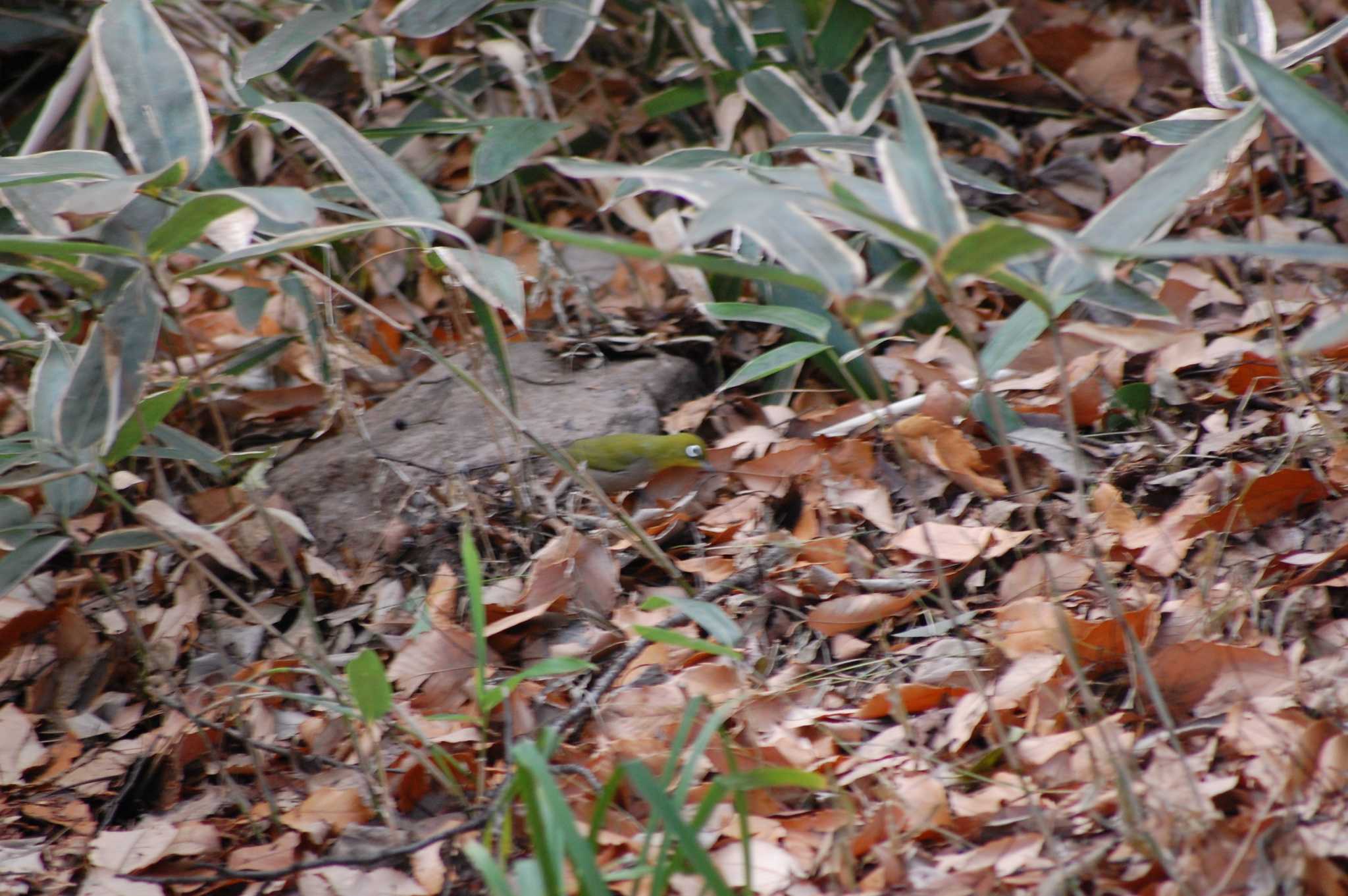 Warbling White-eye