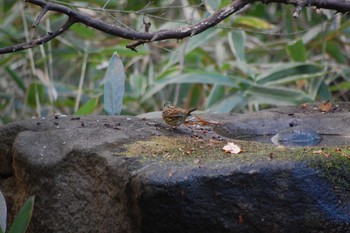 Masked Bunting Inokashira Park Wed, 1/1/2020