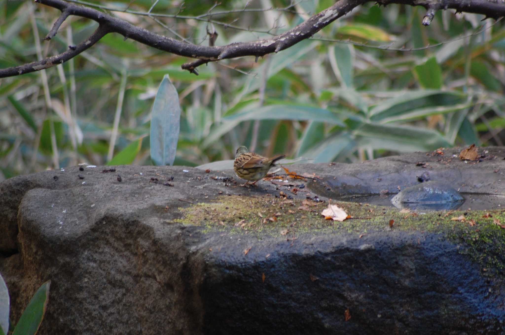 Photo of Masked Bunting at Inokashira Park by 五色鳥