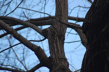 Japanese Pygmy Woodpecker Inokashira Park Wed, 1/1/2020