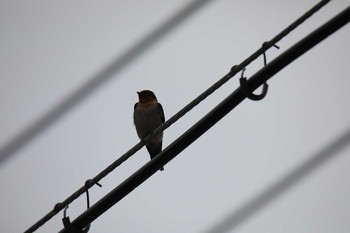 Pacific Swallow Ishigaki Island Thu, 1/30/2020