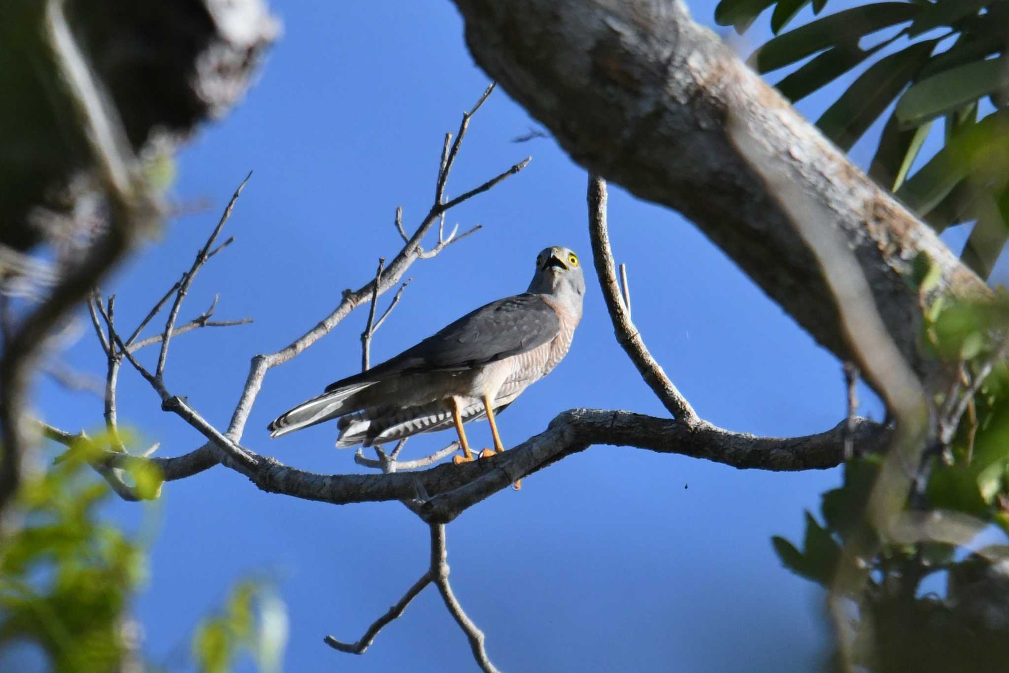 Collared Sparrowhawk