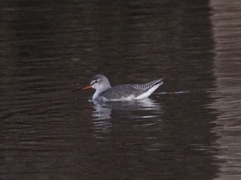 2020年1月1日(水) 渡良瀬遊水地の野鳥観察記録