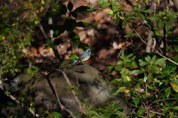 Red-flanked Bluetail 東京都多摩地域 Mon, 12/23/2019