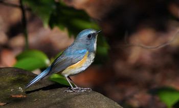 Red-flanked Bluetail 東京都多摩地域 Mon, 12/23/2019