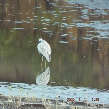 アオサギ 葛西臨海公園 2020年1月1日(水)