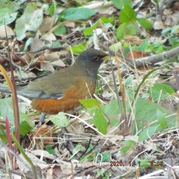 2020年1月1日(水) 葛西臨海公園の野鳥観察記録