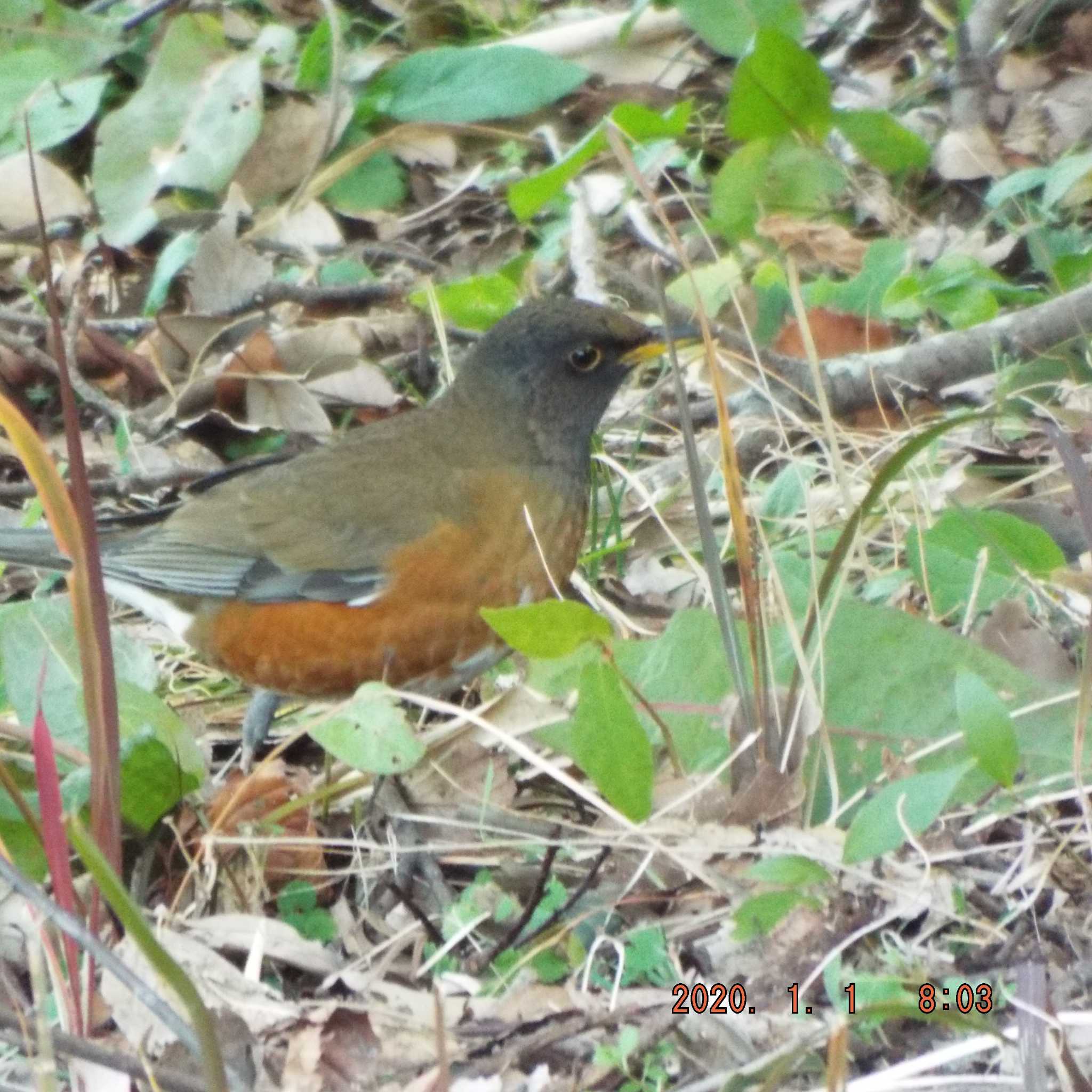 Brown-headed Thrush