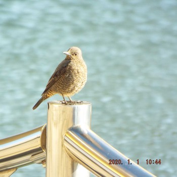 イソヒヨドリ 隅田川 2020年1月1日(水)