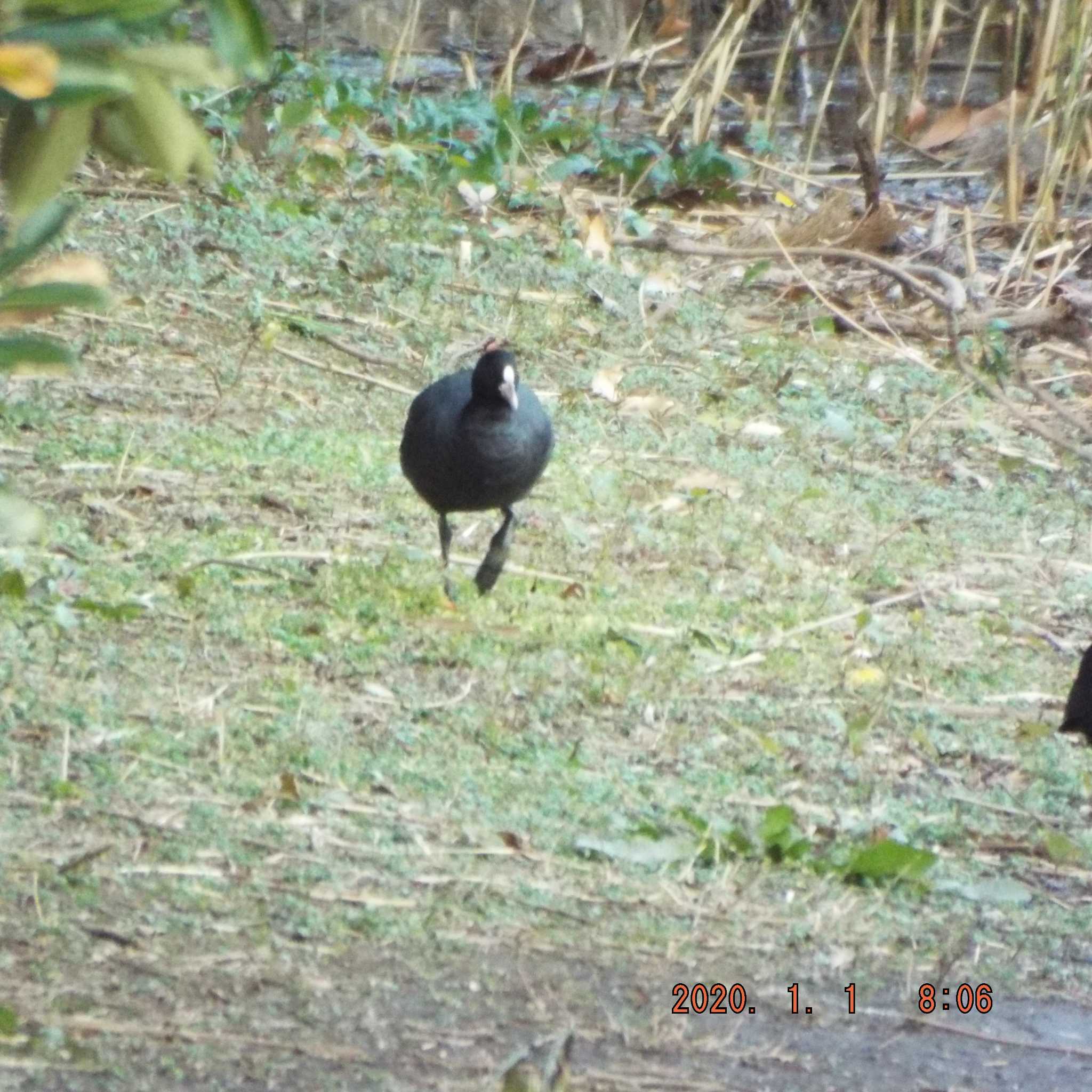 Eurasian Coot