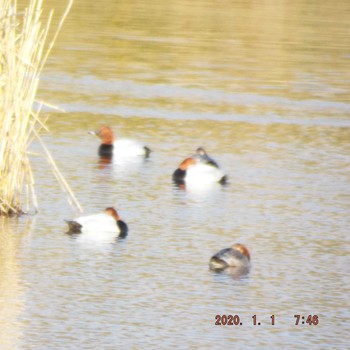 ヒドリガモ 葛西臨海公園 2020年1月1日(水)