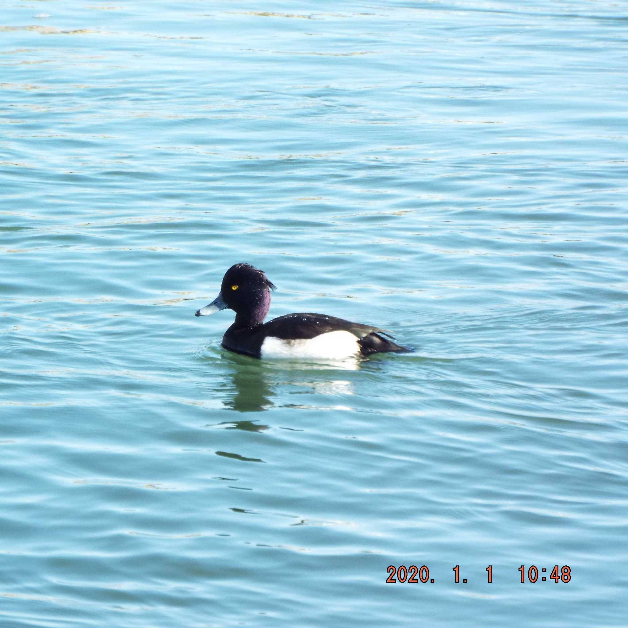 Photo of Tufted Duck at 隅田川 by K2Uchihira
