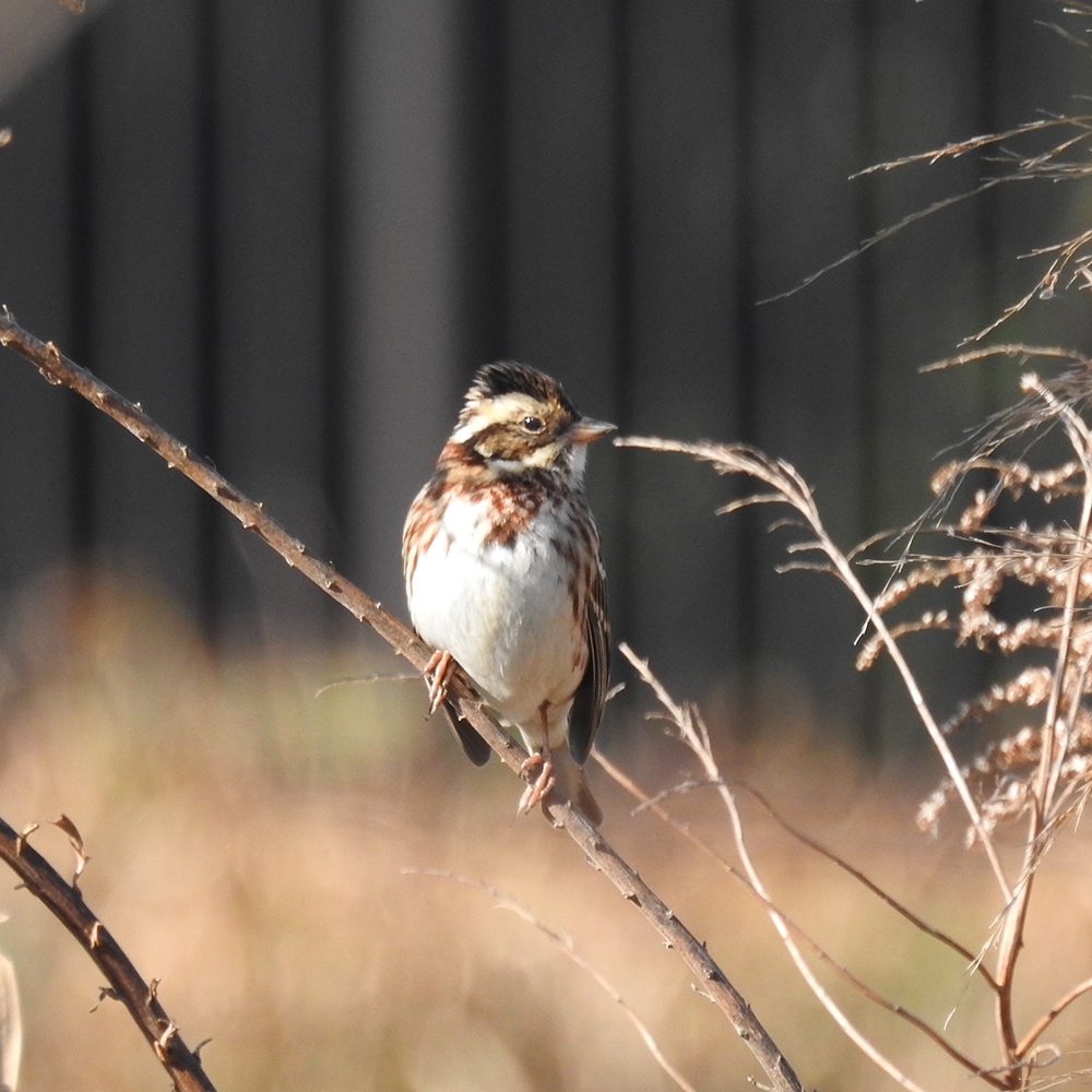 Photo of Rustic Bunting at 守谷野鳥のみち by sigsan