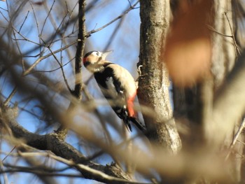 Great Spotted Woodpecker 東郷町 Wed, 1/1/2020