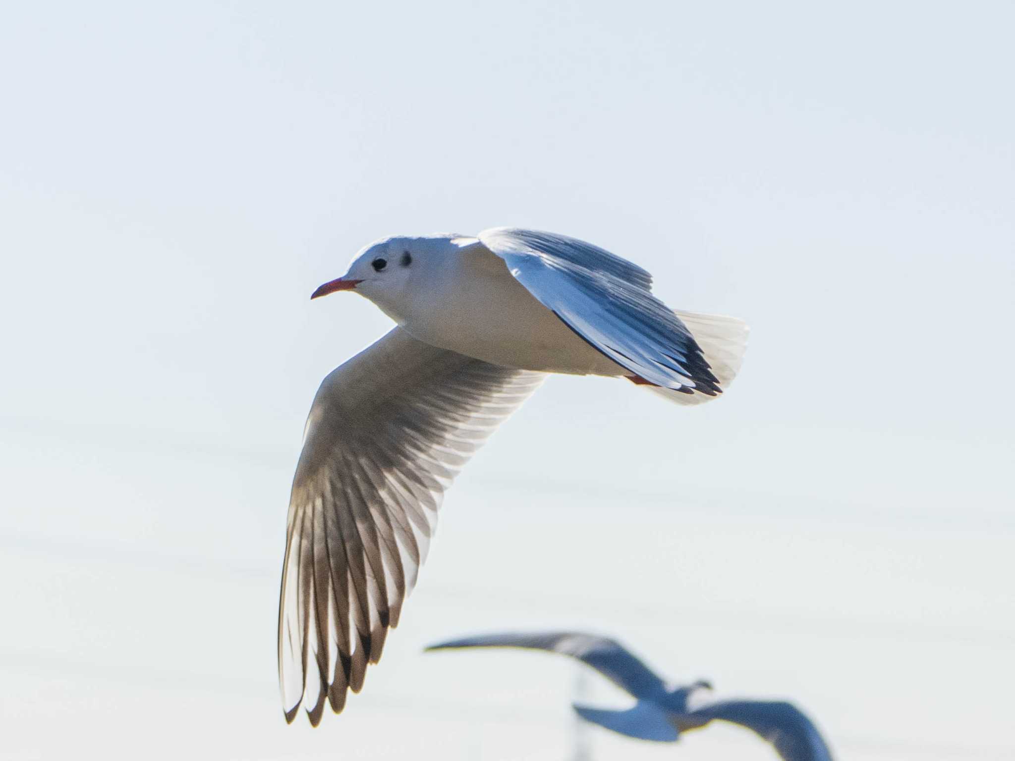 ユリカモメ