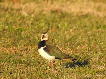 Northern Lapwing 埼玉県桶川市 Wed, 1/1/2020