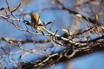 Warbling White-eye Inokashira Park Wed, 1/1/2020