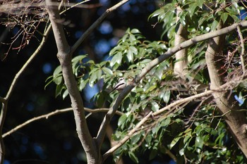 エナガ 井の頭公園 2020年1月1日(水)