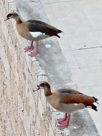 Egyptian Goose