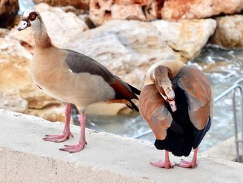 エジプトガン Tel Aviv, Israel  2019年12月31日(火)