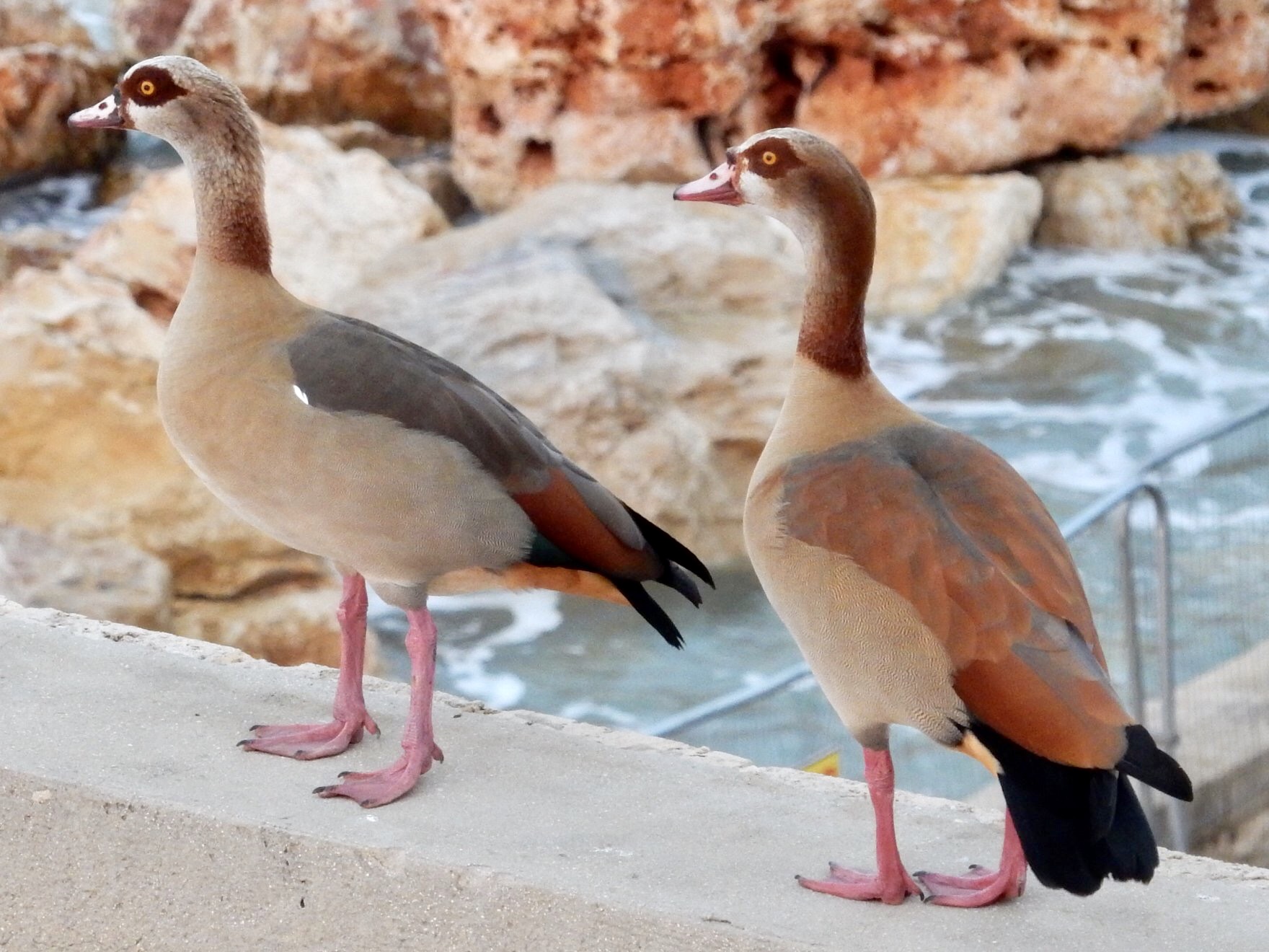 Photo of Egyptian Goose at Tel Aviv, Israel  by tlvatsko83