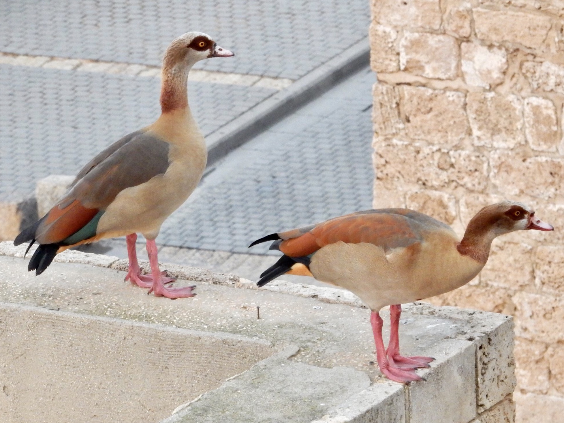 Tel Aviv, Israel  エジプトガンの写真 by tlvatsko83