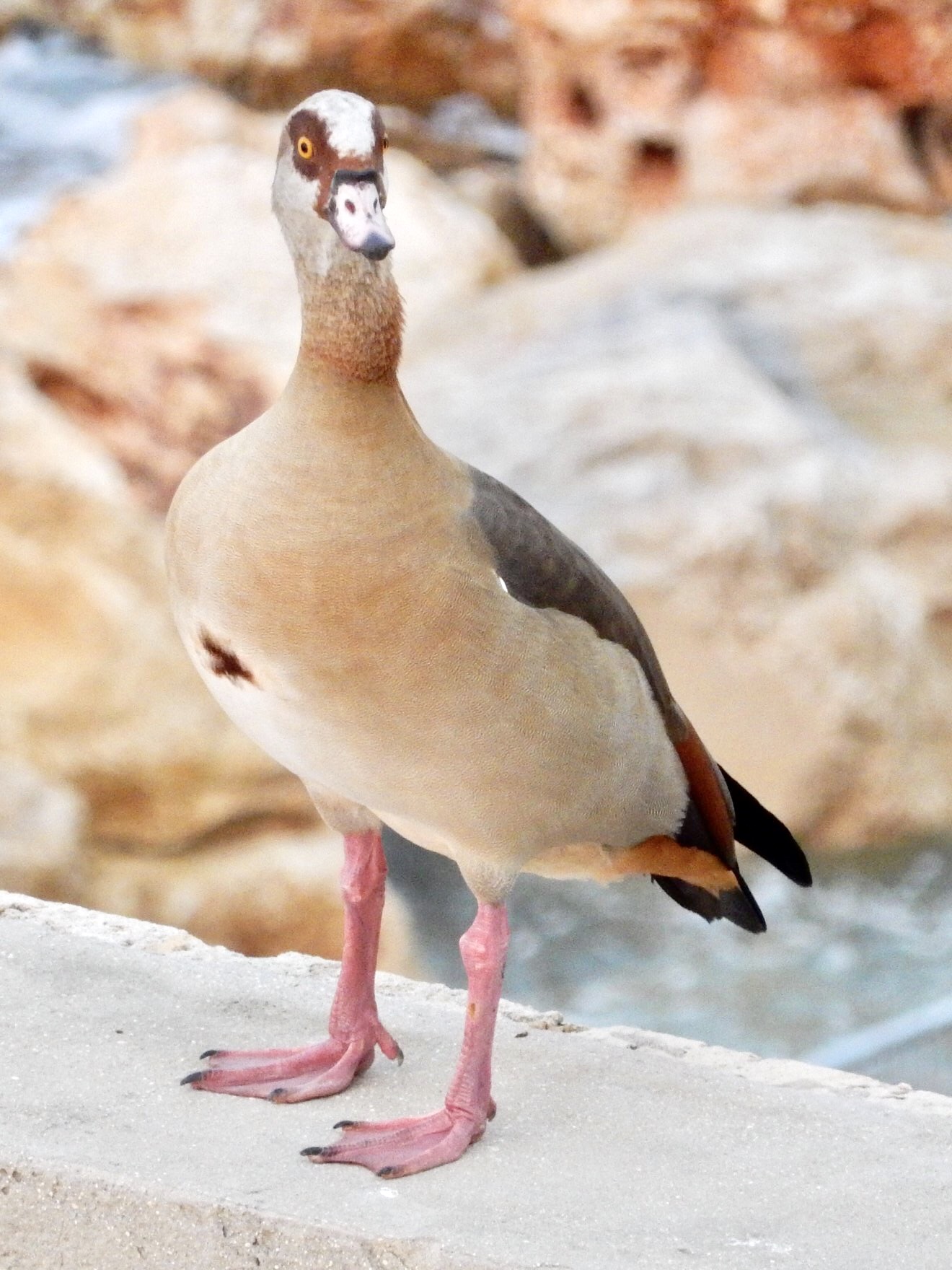 Photo of Egyptian Goose at Tel Aviv, Israel  by tlvatsko83