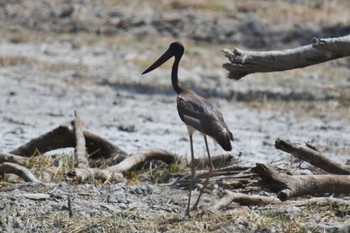 Black-necked Stork オーストラリア Sun, 10/13/2019