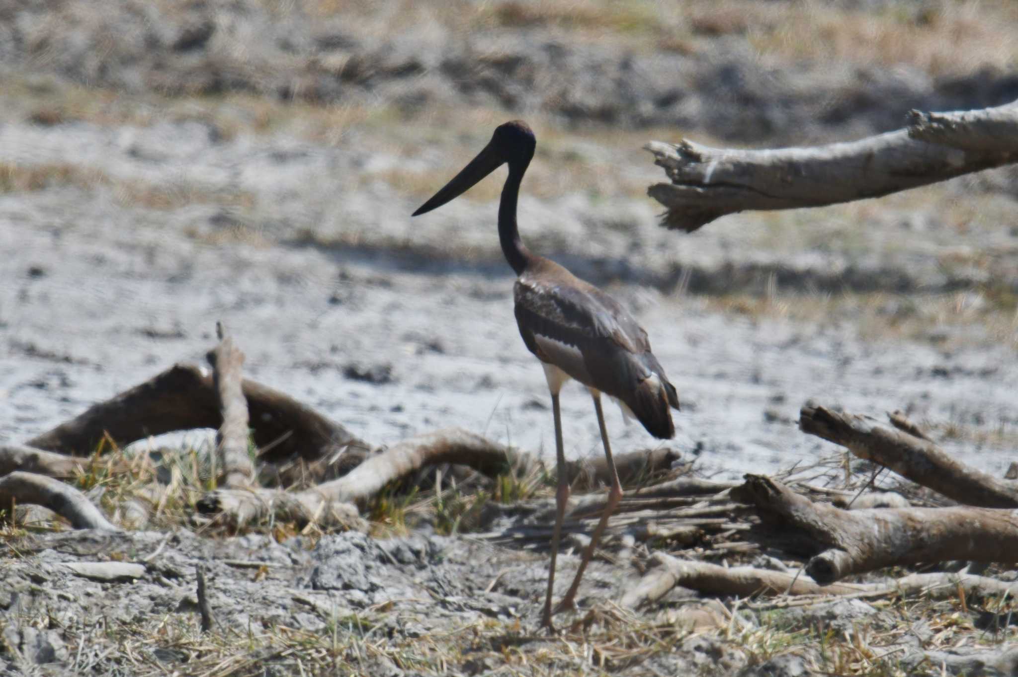 Black-necked Stork