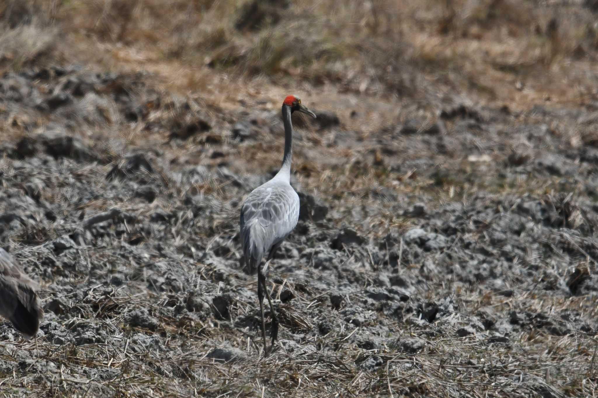 Brolga