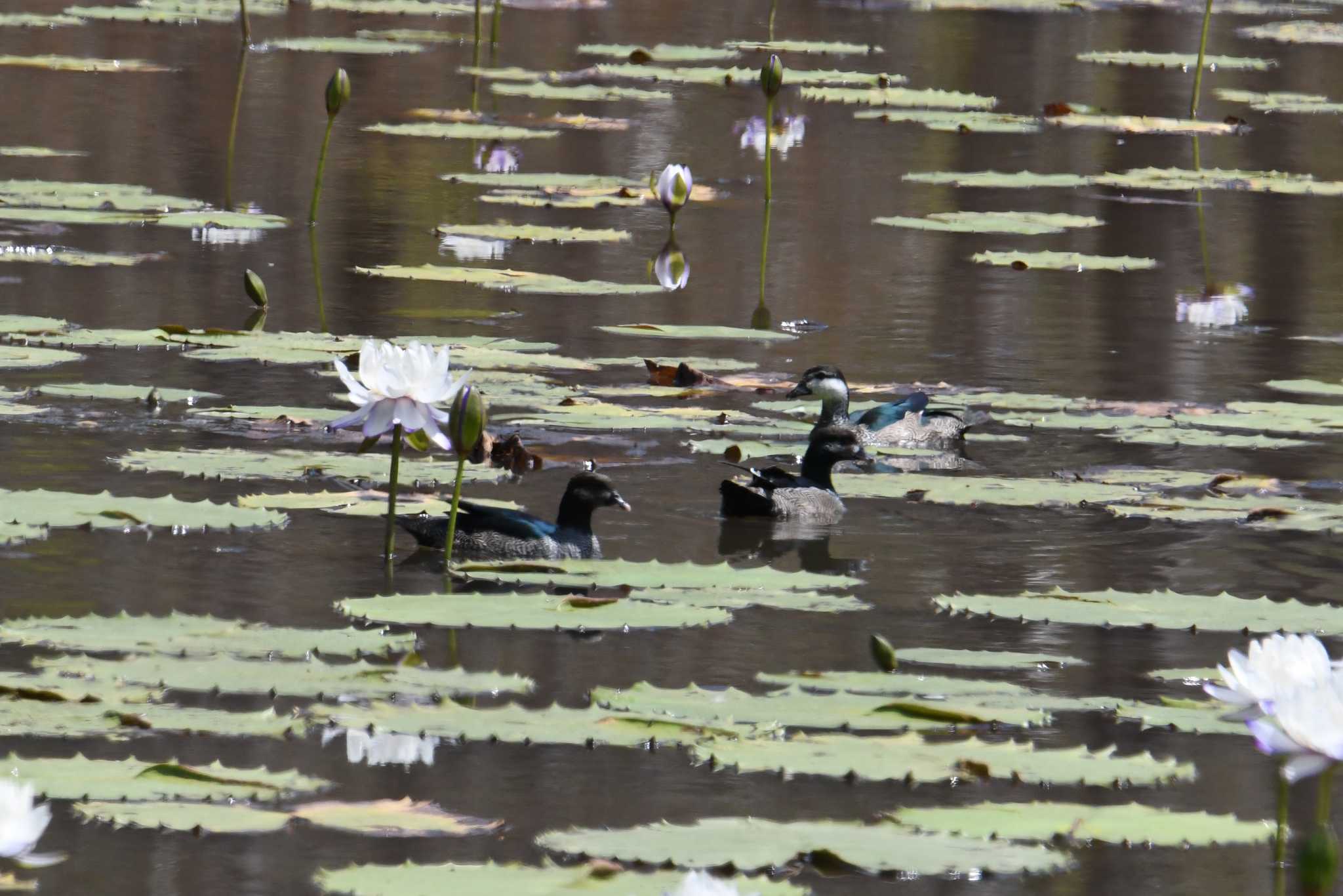 Green Pygmy Goose