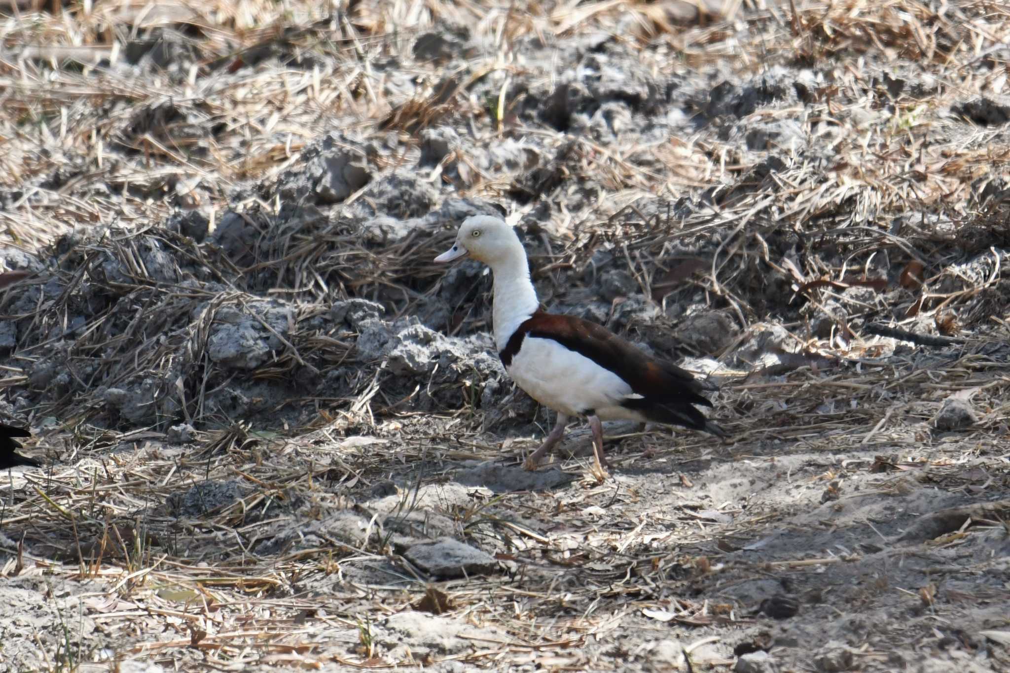 Radjah Shelduck