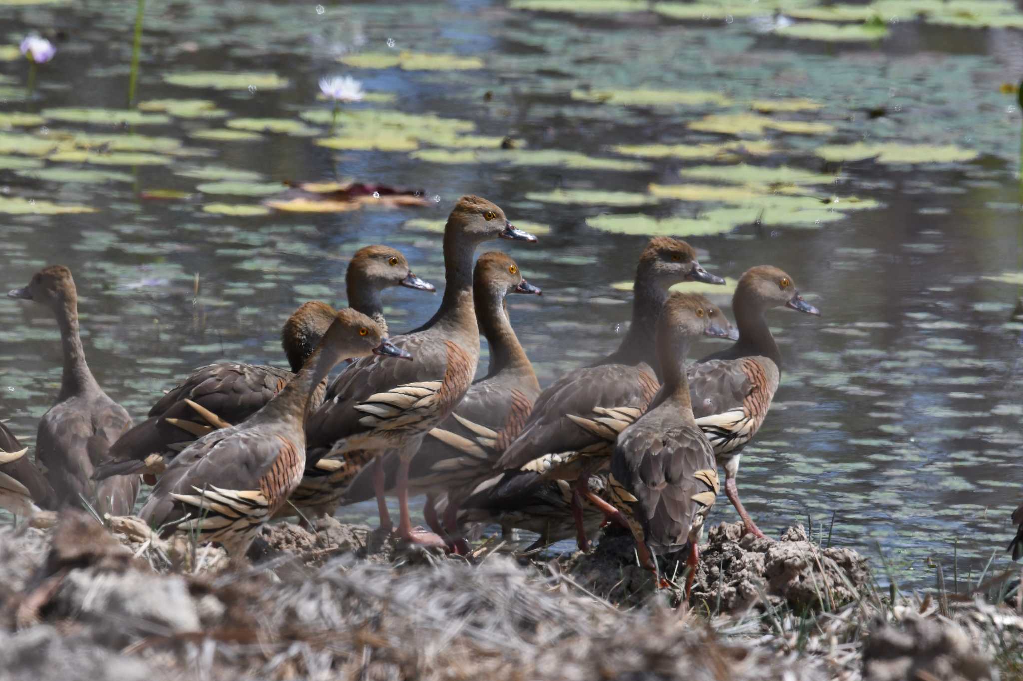 Plumed Whistling Duck