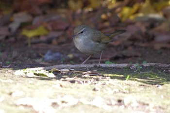 Japanese Bush Warbler 東京都板橋区 Wed, 1/1/2020