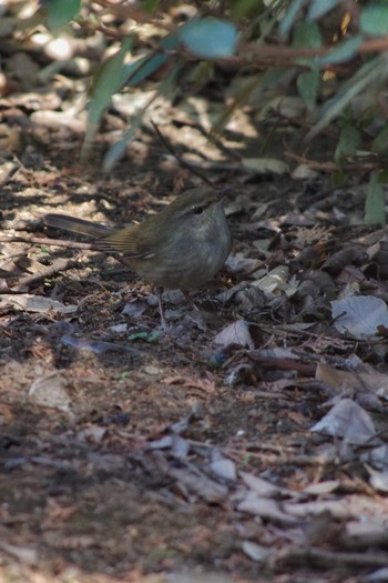 Japanese Bush Warbler 東京都板橋区 Wed, 1/1/2020