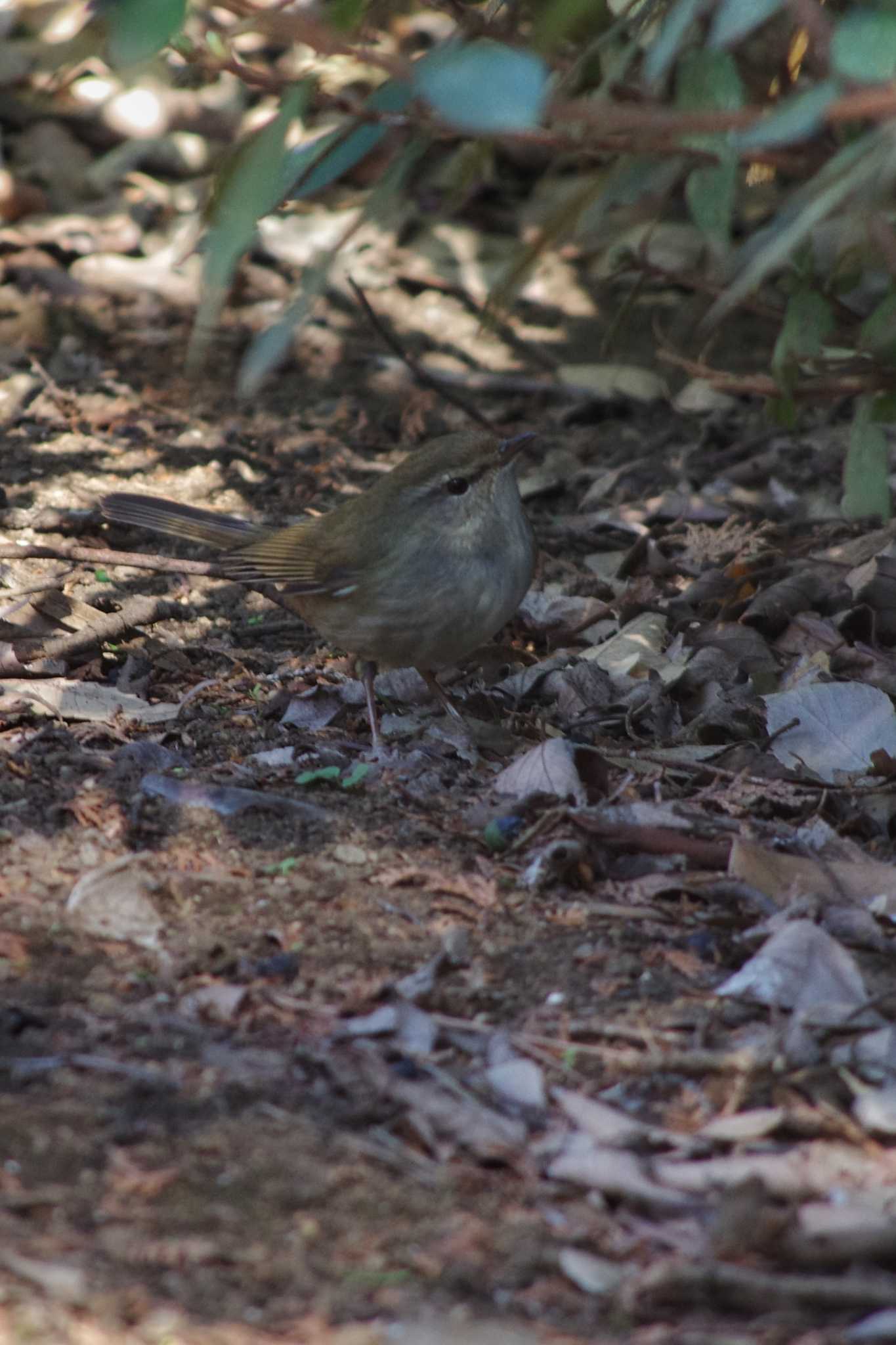 Photo of Japanese Bush Warbler at 東京都板橋区 by zingo