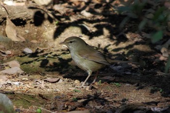 Japanese Bush Warbler 東京都板橋区 Wed, 1/1/2020