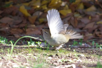 Japanese Bush Warbler 東京都板橋区 Wed, 1/1/2020