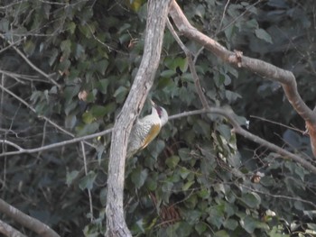 Japanese Green Woodpecker 大磯 Wed, 1/1/2020