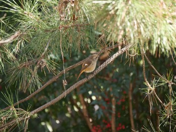 Daurian Redstart 犬山城 Sun, 12/29/2019