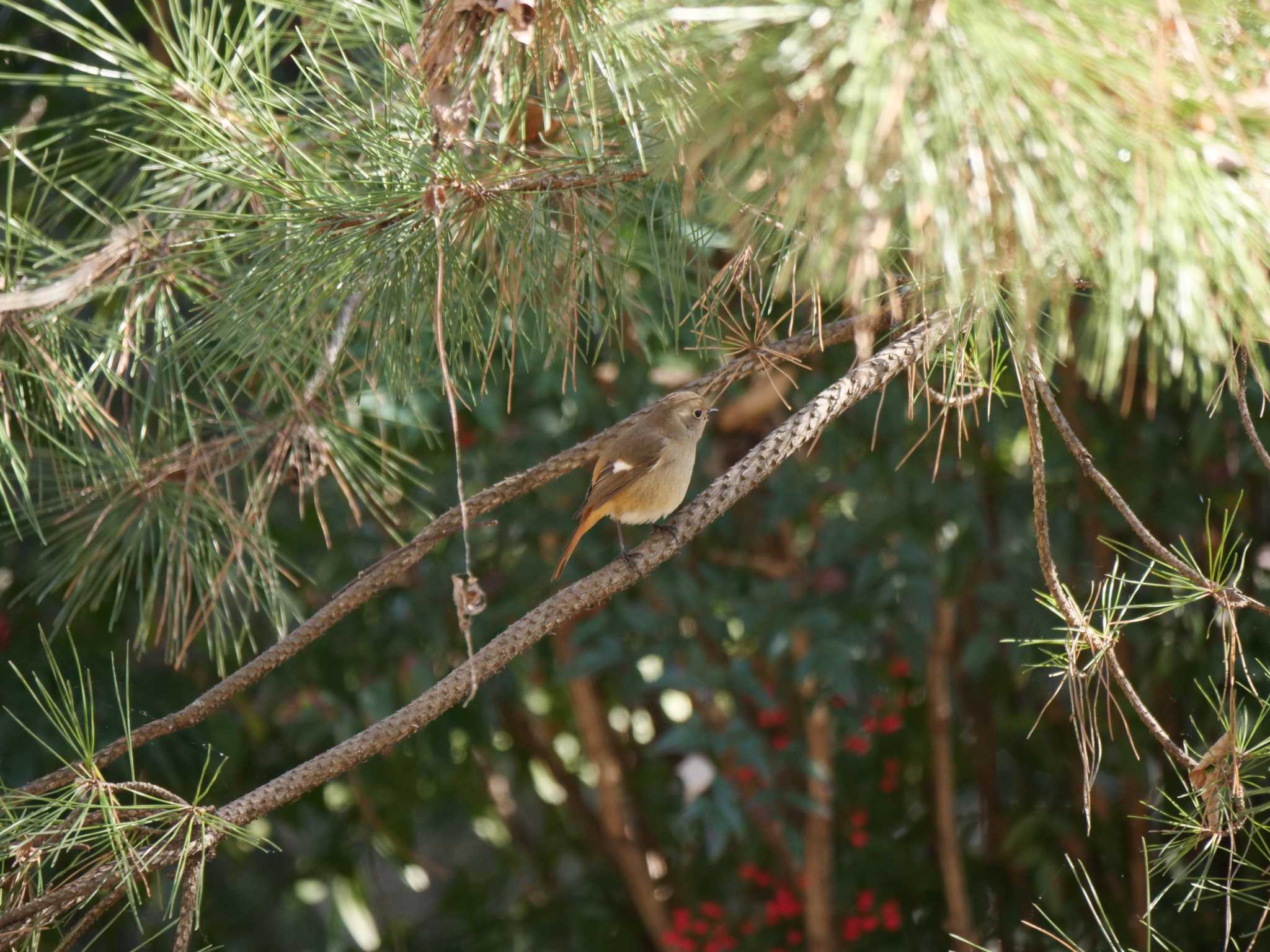 Photo of Daurian Redstart at 犬山城 by Rothlega