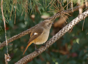 Daurian Redstart 犬山城 Sun, 12/29/2019