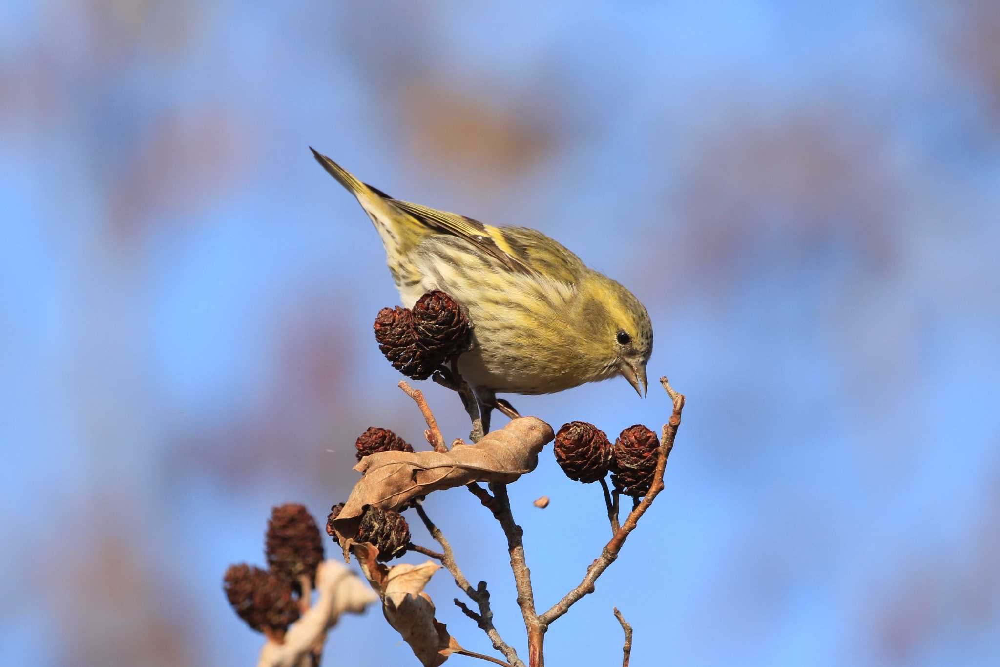 Photo of Eurasian Siskin at Mizumoto Park by Susumu Harada