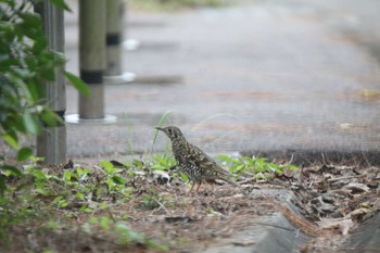 トラツグミ 石垣島 2019年12月30日(月)